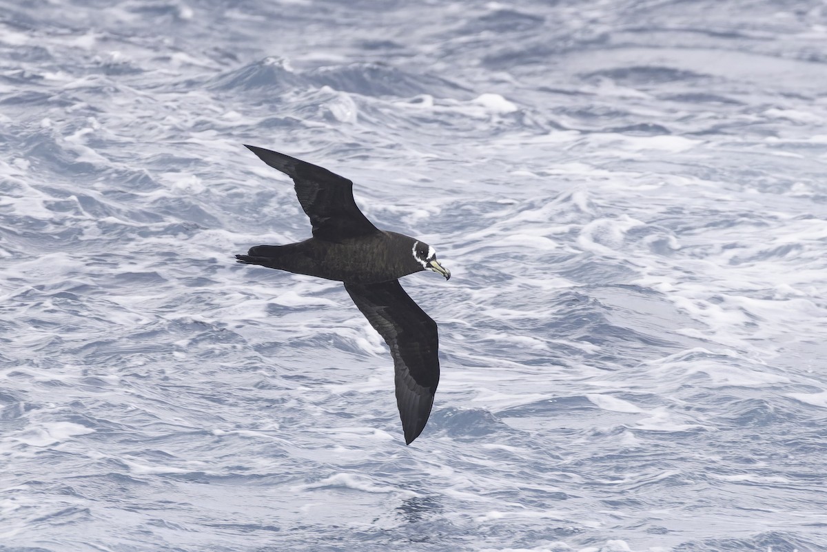 Spectacled Petrel - ML641950652