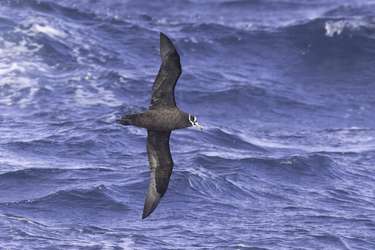 Spectacled Petrel - ML641950653