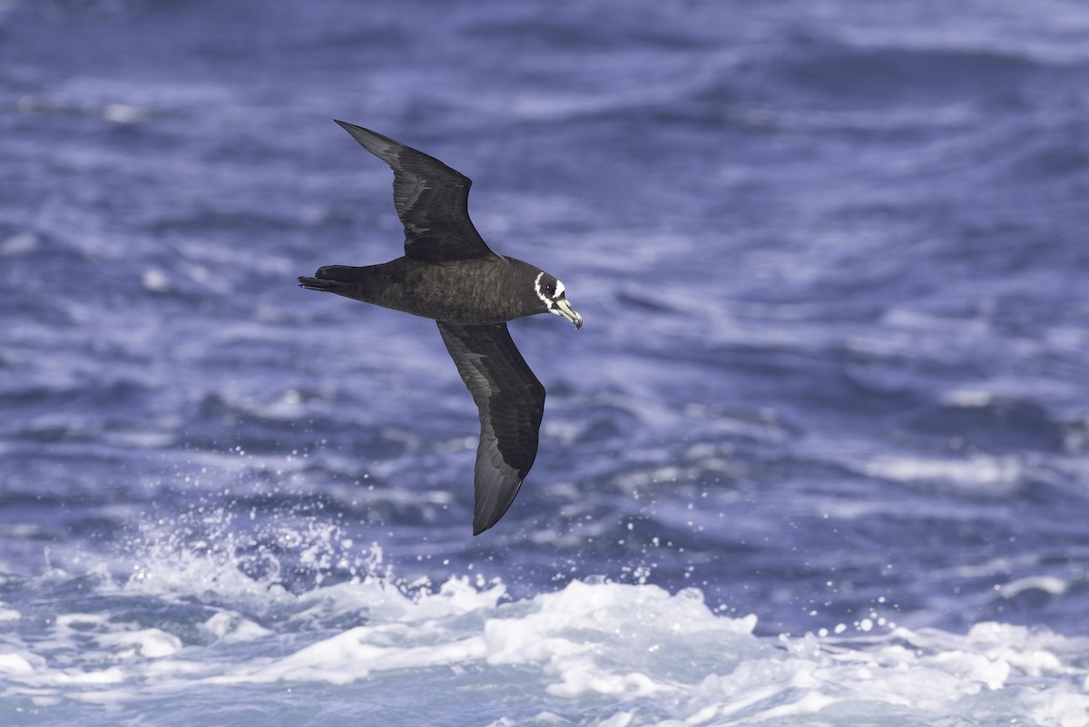 Spectacled Petrel - ML641950655
