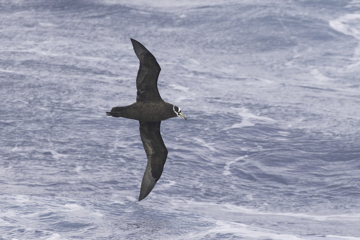Spectacled Petrel - ML641950656