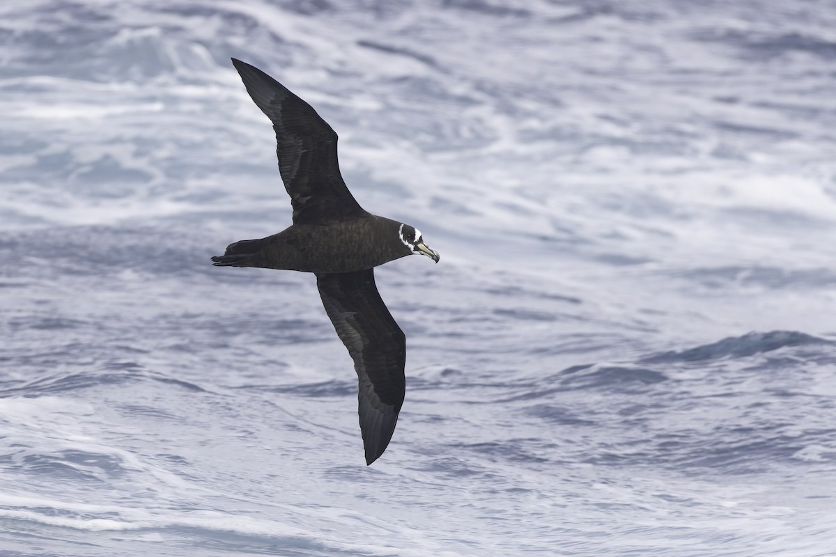 Spectacled Petrel - ML641950657