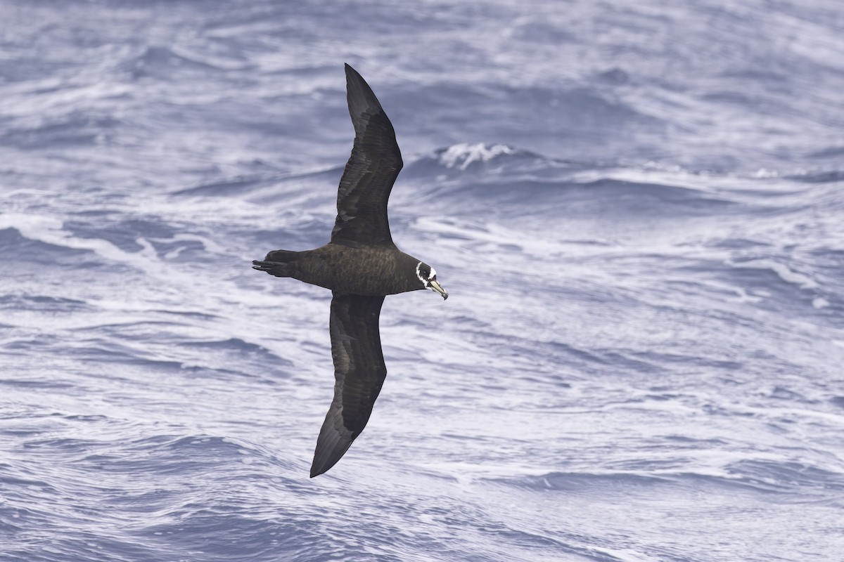 Spectacled Petrel - ML641950658