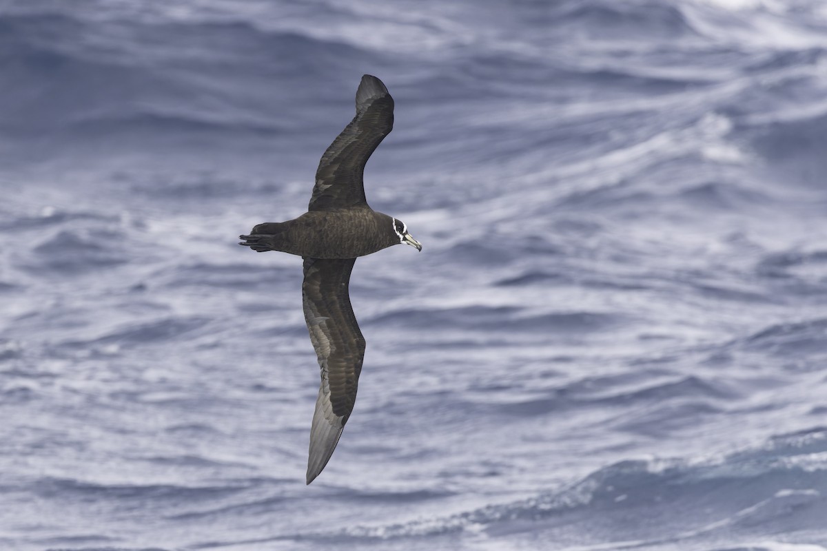 Spectacled Petrel - ML641950659