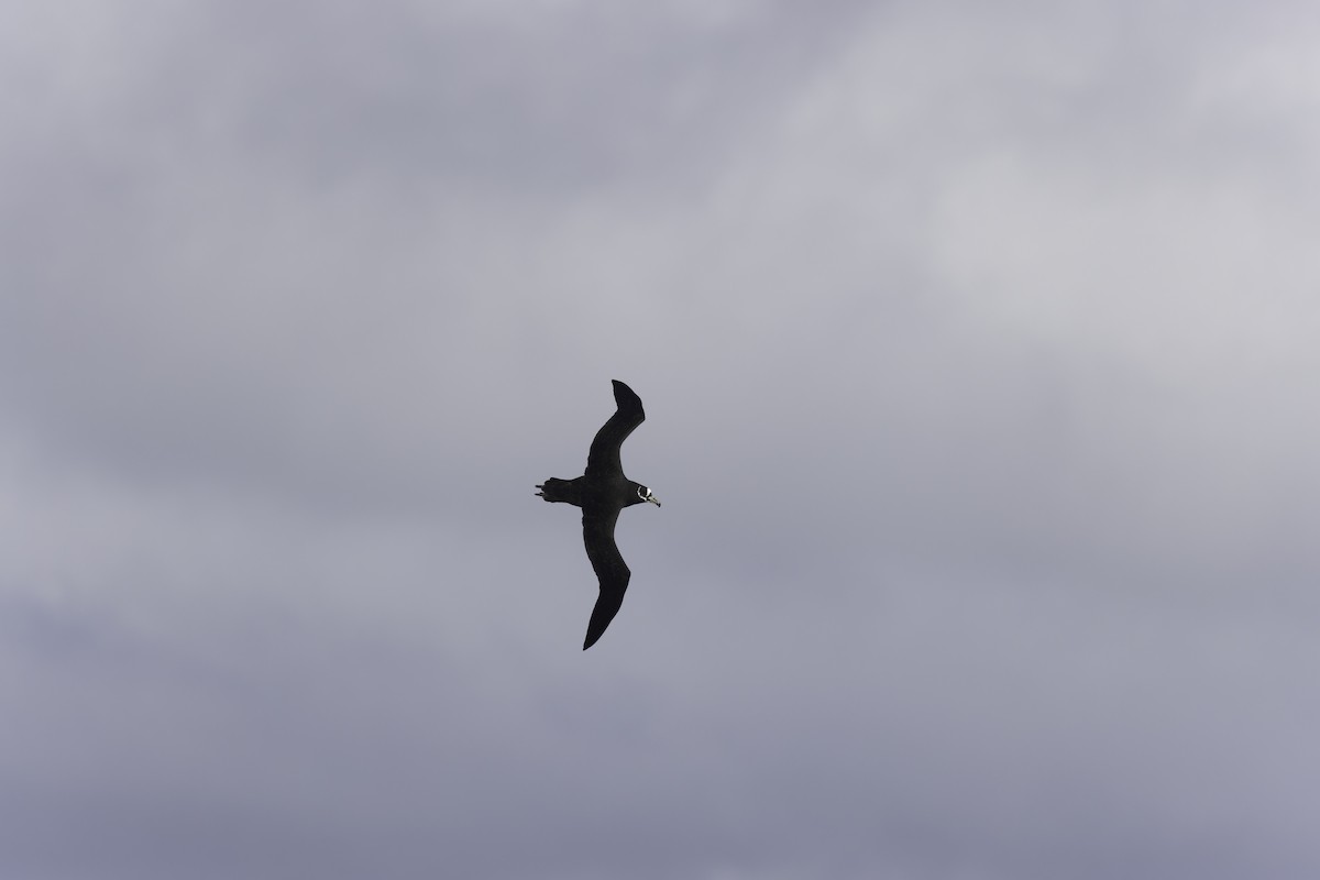 Spectacled Petrel - ML641950660