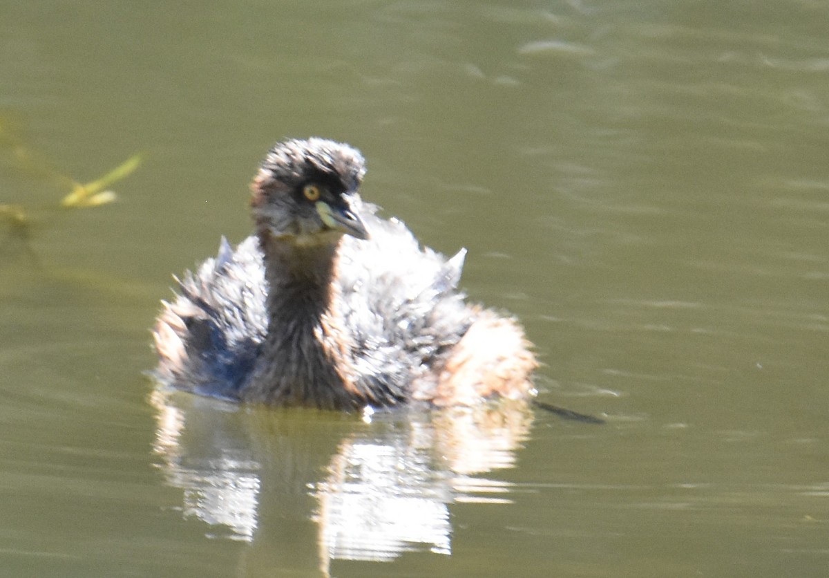 Australasian Grebe - ML641950673