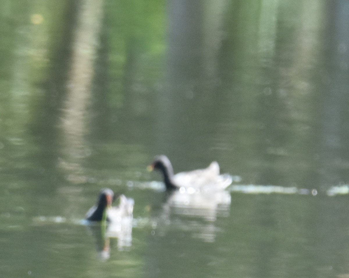 Australasian Grebe - ML641950677