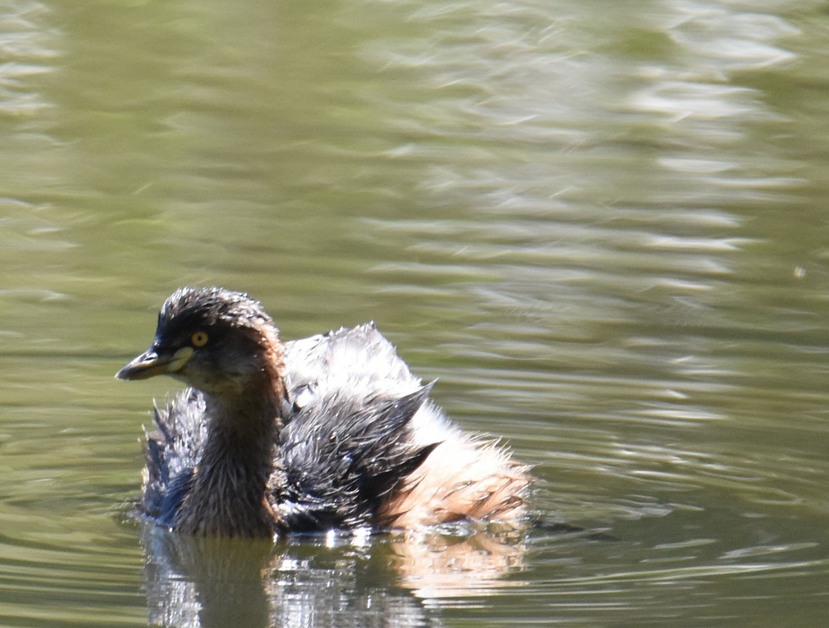Australasian Grebe - ML641950681