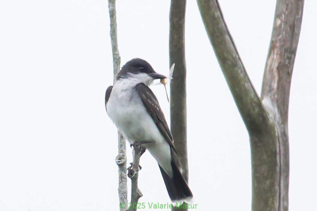 Eastern Kingbird - ML641950683