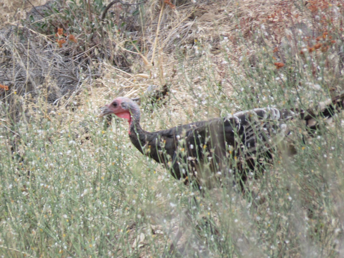 Wild Turkey - ML641950691