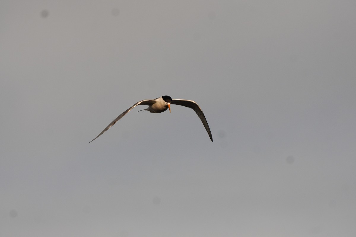 Great Crested Tern - ML641950692