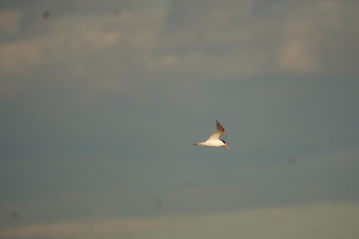 Great Crested Tern - ML641950693