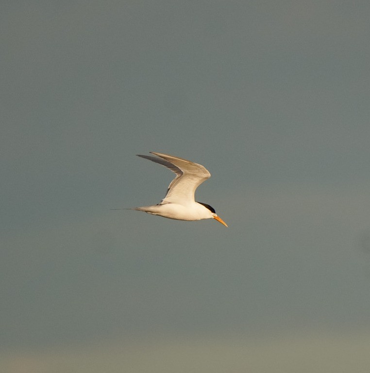 Great Crested Tern - ML641950694