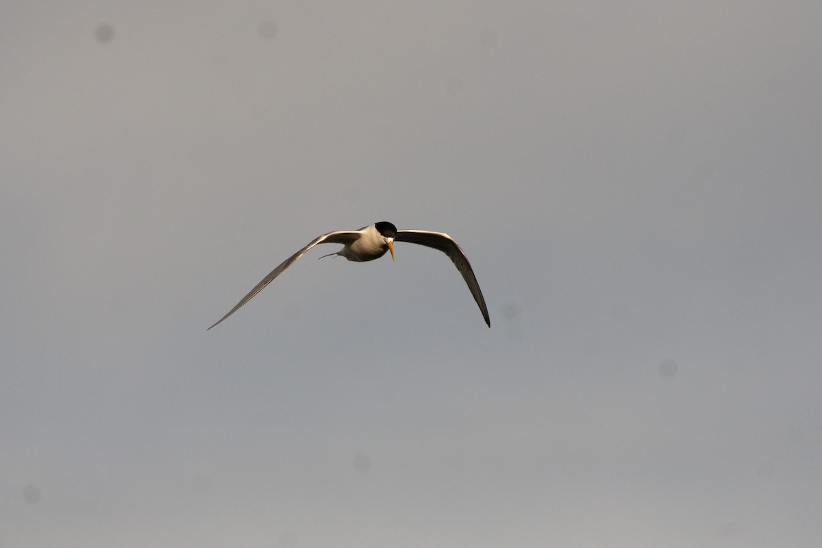 Great Crested Tern - ML641950695