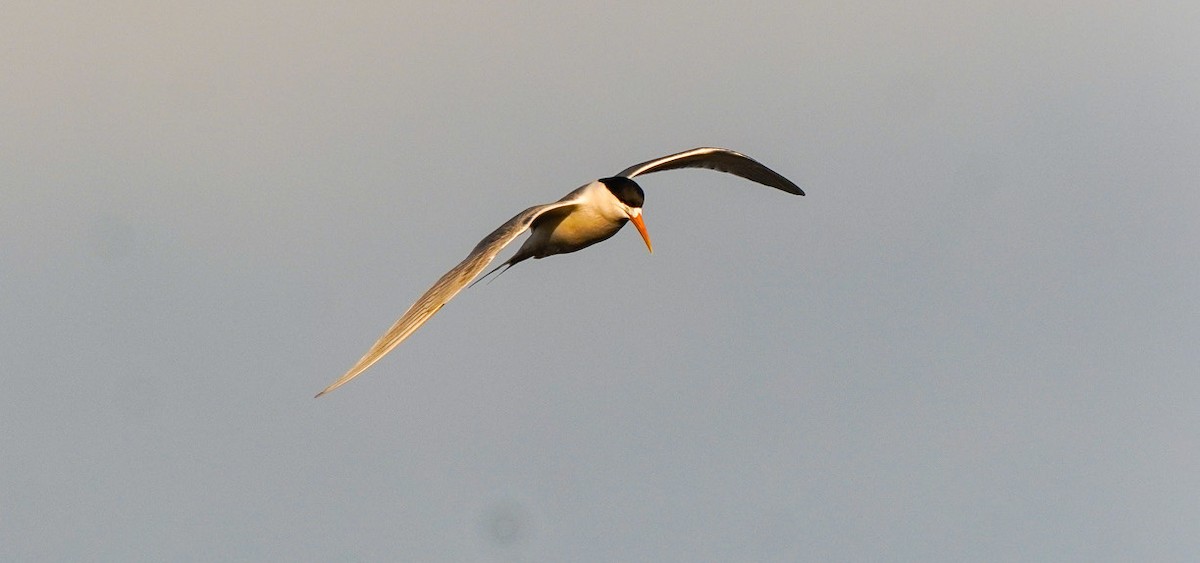 Great Crested Tern - ML641950696