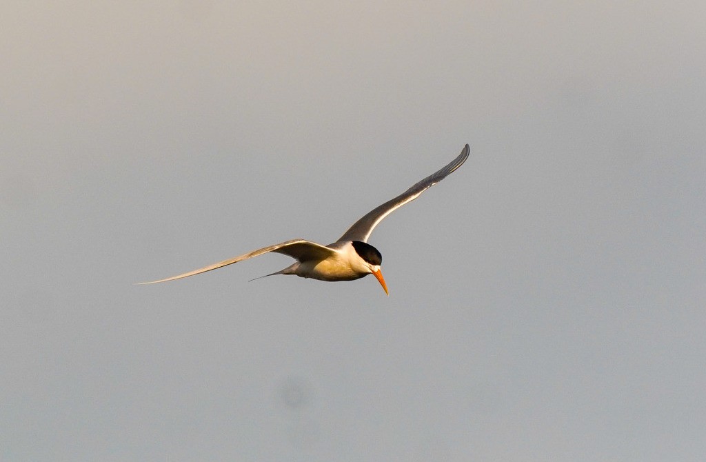 Great Crested Tern - ML641950697