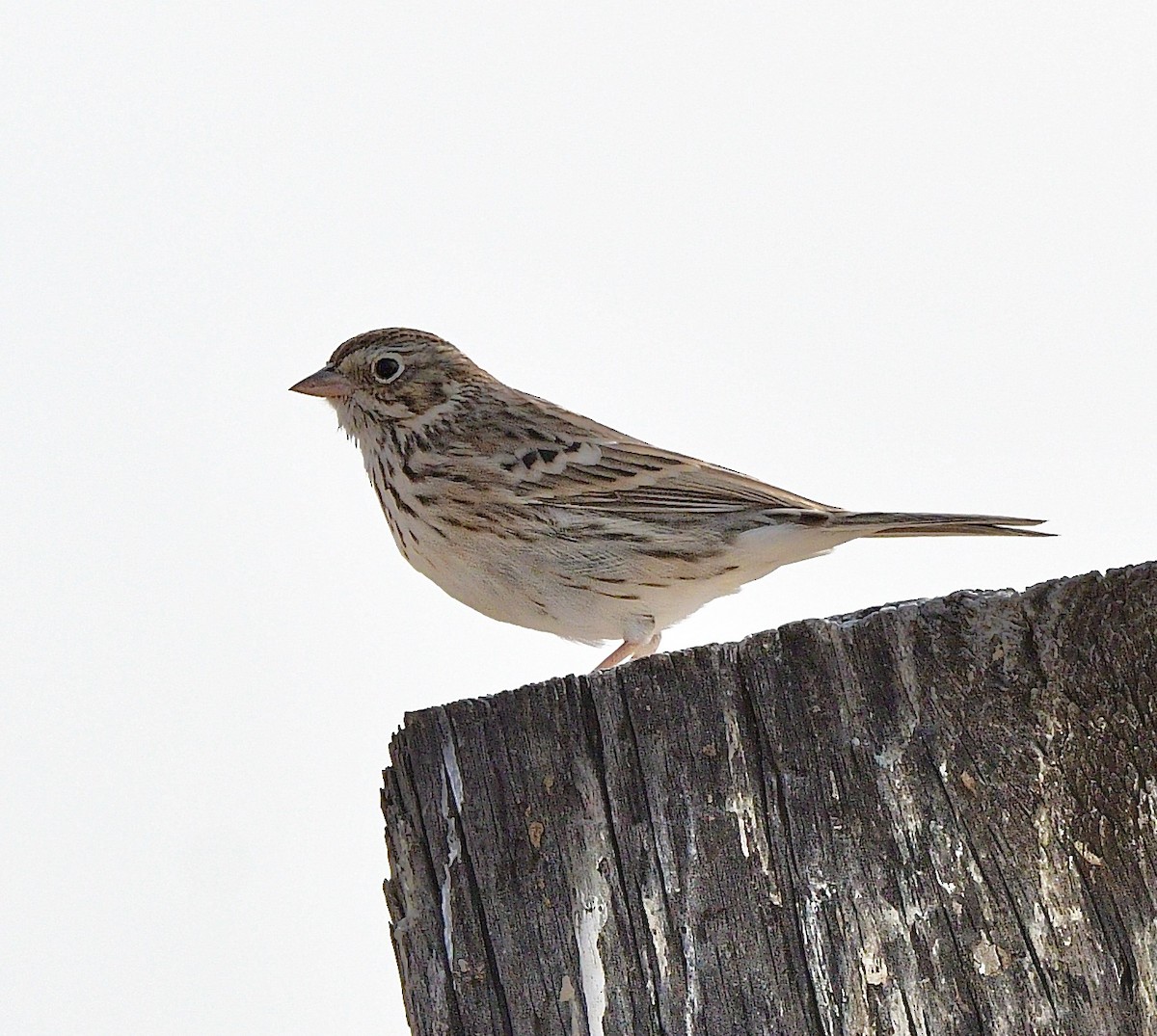 Vesper Sparrow - ML641950699