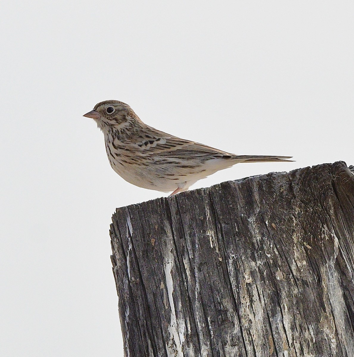 Vesper Sparrow - ML641950700