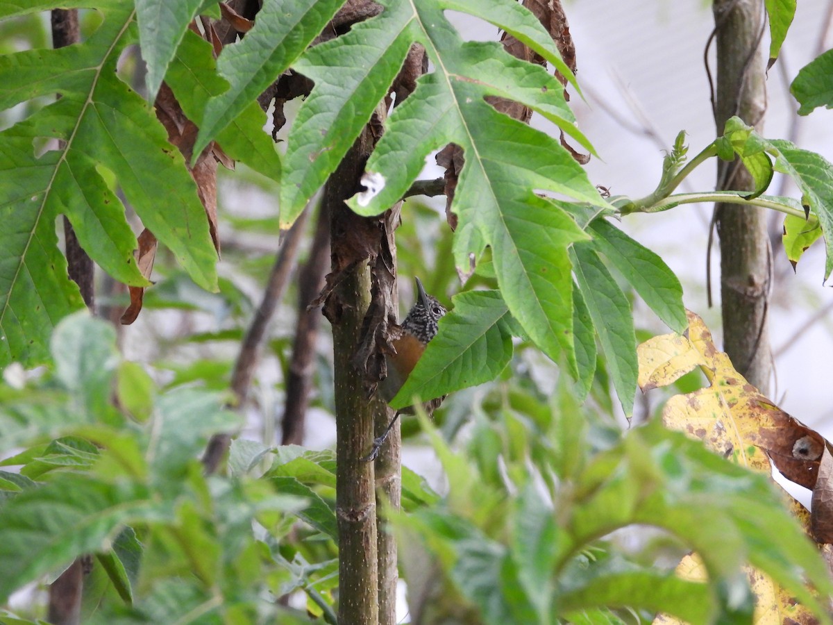 Rufous-breasted Wren - ML641950703