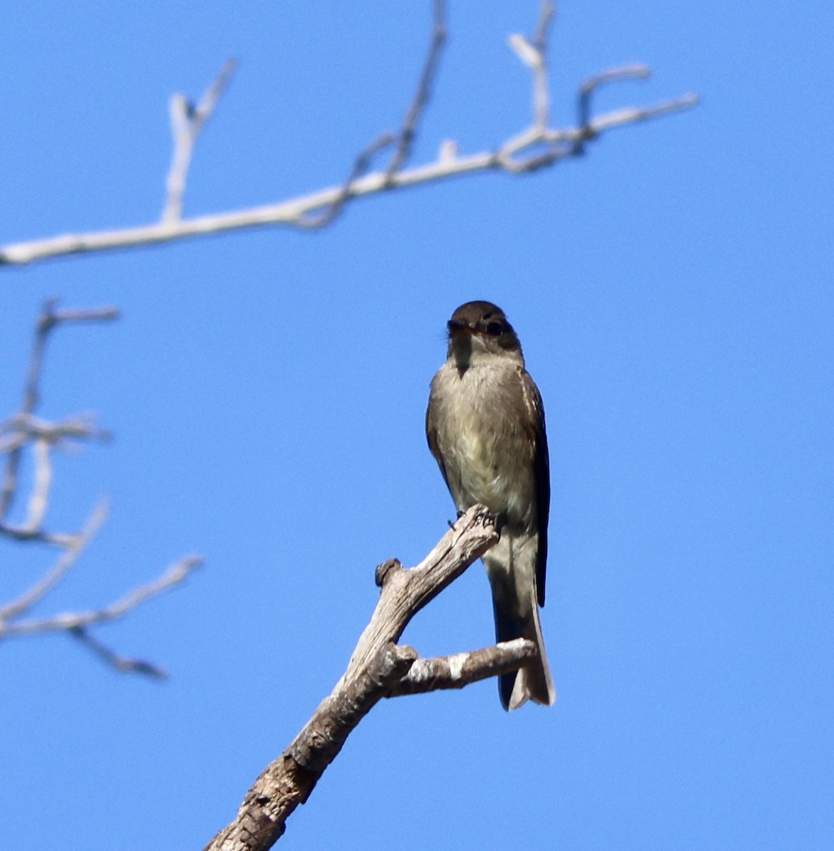 Western Wood-Pewee - ML641950709
