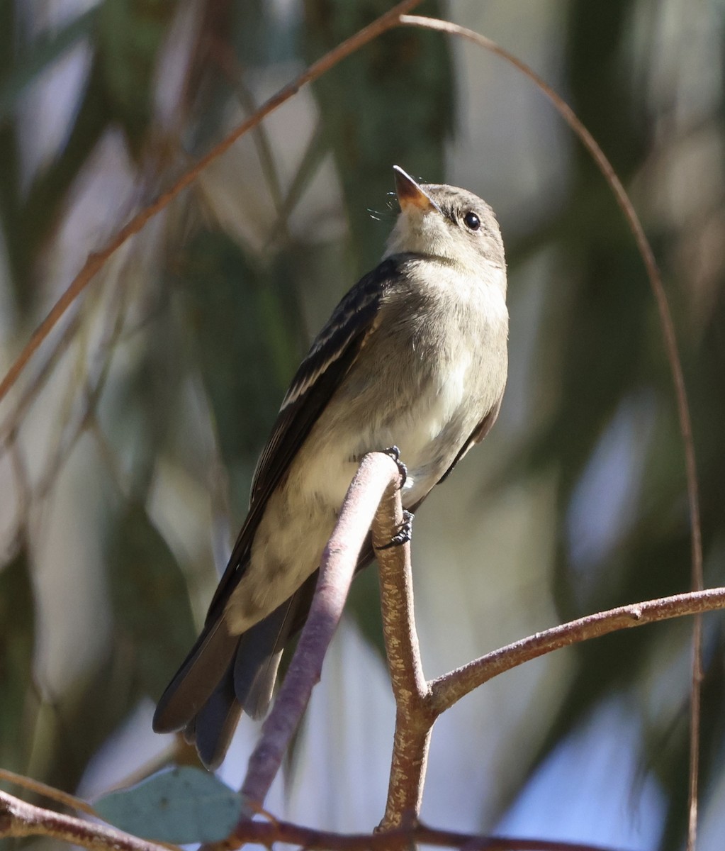 Western Wood-Pewee - ML641950711