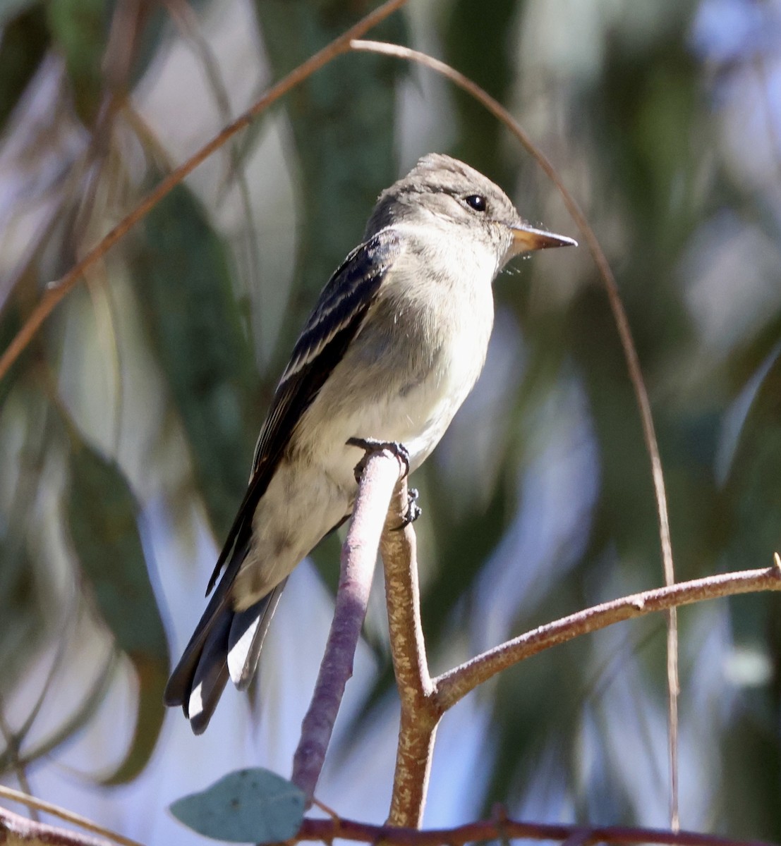 Western Wood-Pewee - ML641950712