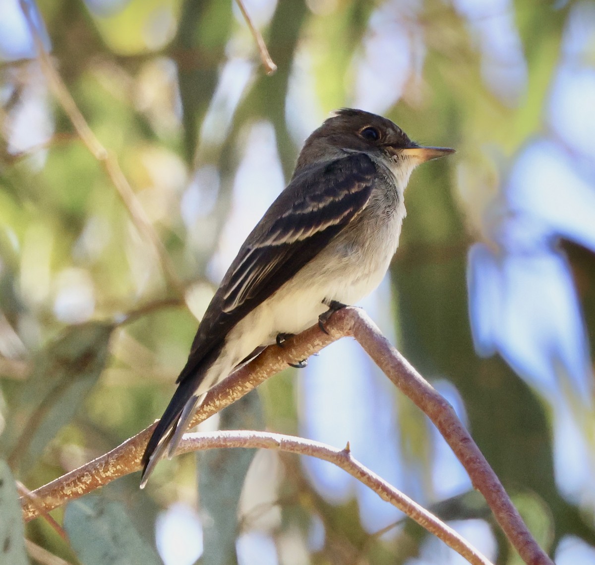 Western Wood-Pewee - ML641950713