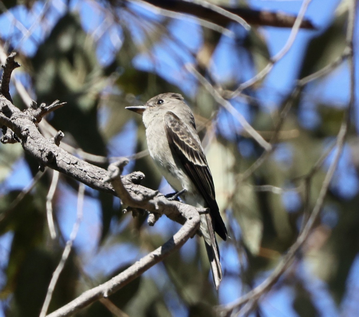 Western Wood-Pewee - ML641950715
