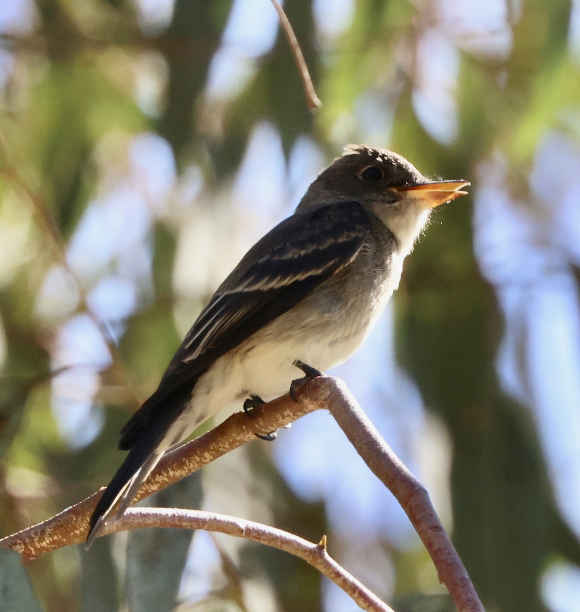 Western Wood-Pewee - ML641950717