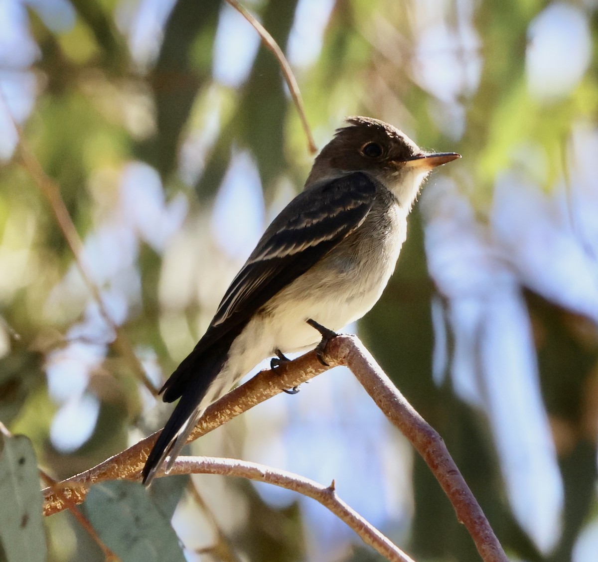 Western Wood-Pewee - ML641950719