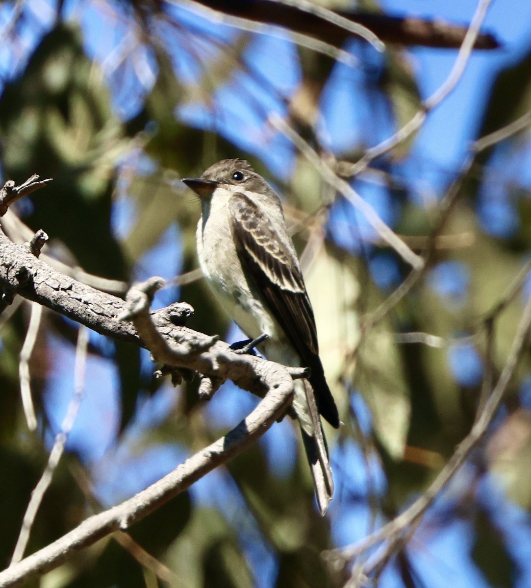 Western Wood-Pewee - ML641950721