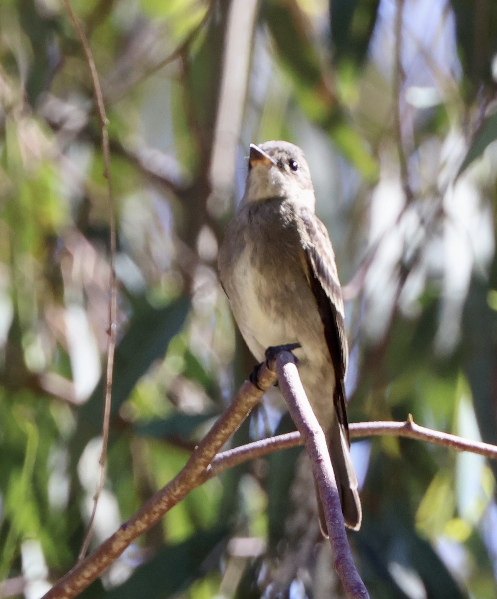 Western Wood-Pewee - ML641950722