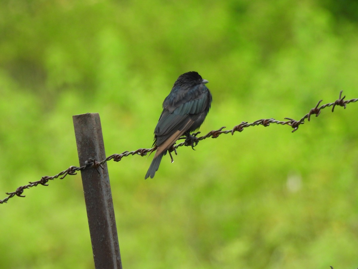 Black Drongo - ML641950729