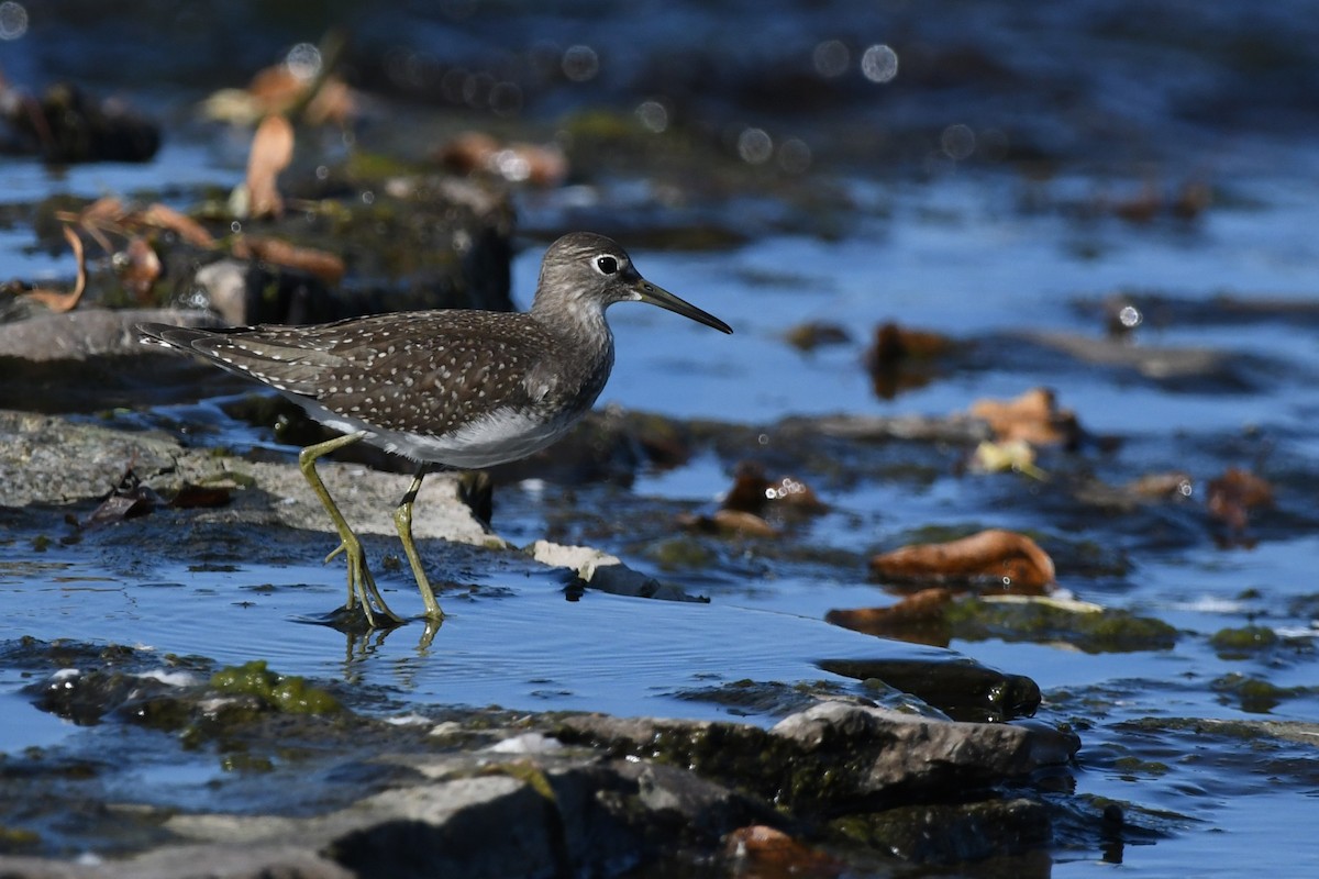 Solitary Sandpiper - ML641950732
