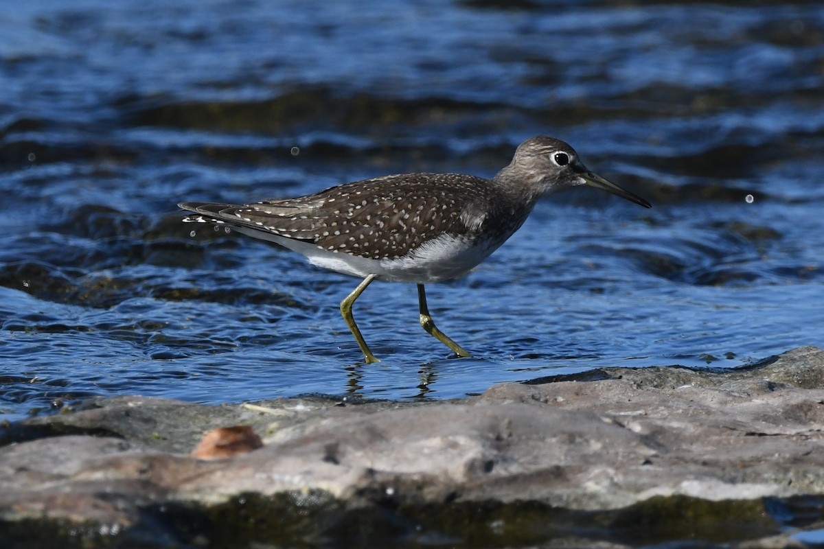 Solitary Sandpiper - ML641950733