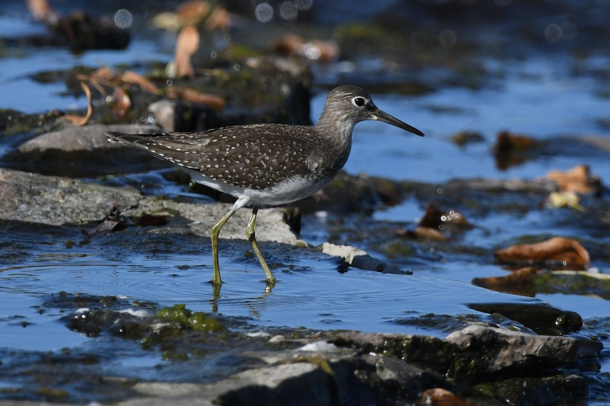 Solitary Sandpiper - ML641950734