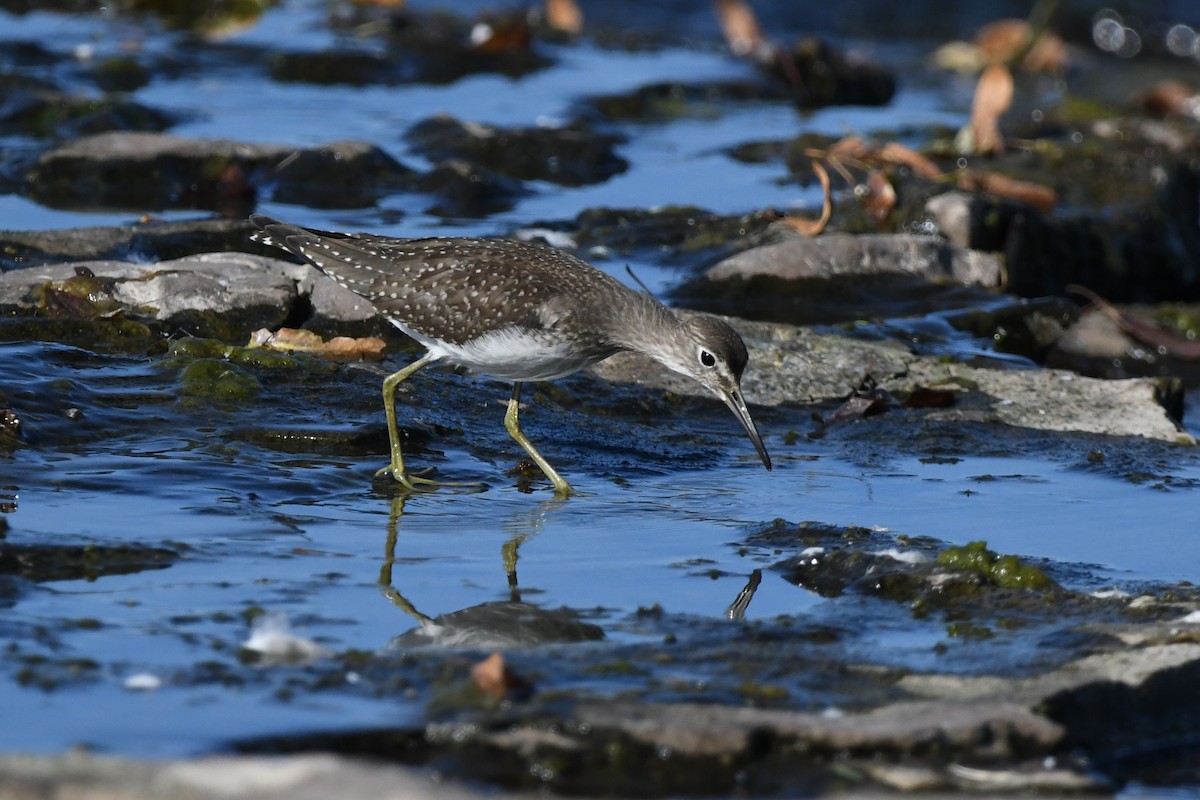 Solitary Sandpiper - ML641950735
