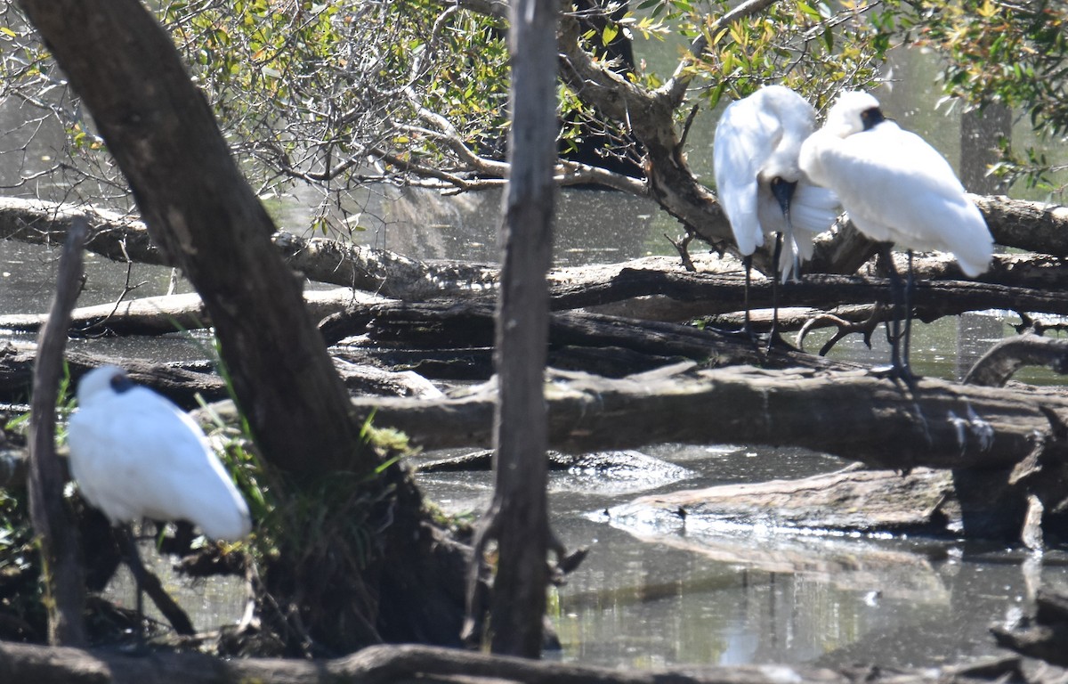 Royal Spoonbill - ML641950741