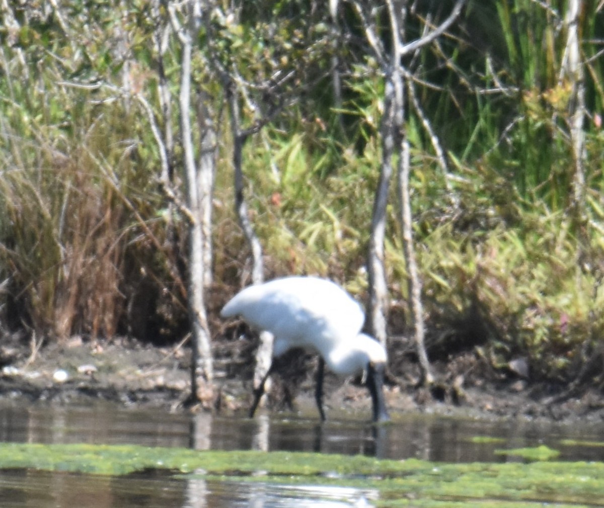 Royal Spoonbill - ML641950742