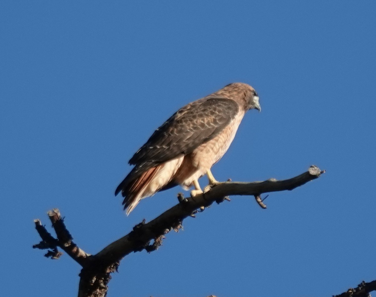 Red-tailed Hawk (calurus/alascensis) - ML641950743