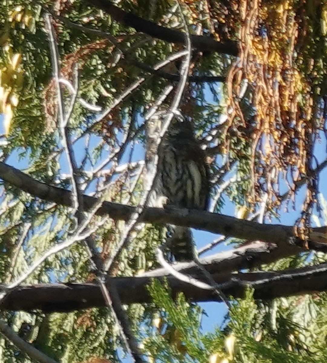 Northern Pygmy-Owl - ML641950756