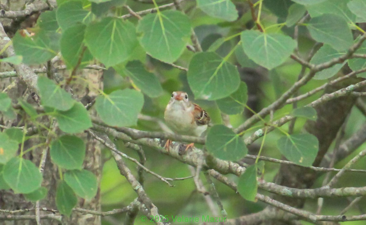 Field Sparrow - ML641950760