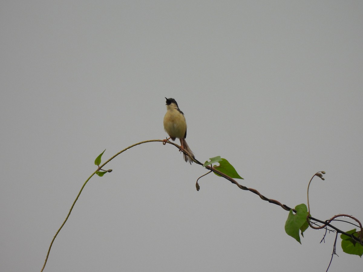 Ashy Prinia - ML641950762
