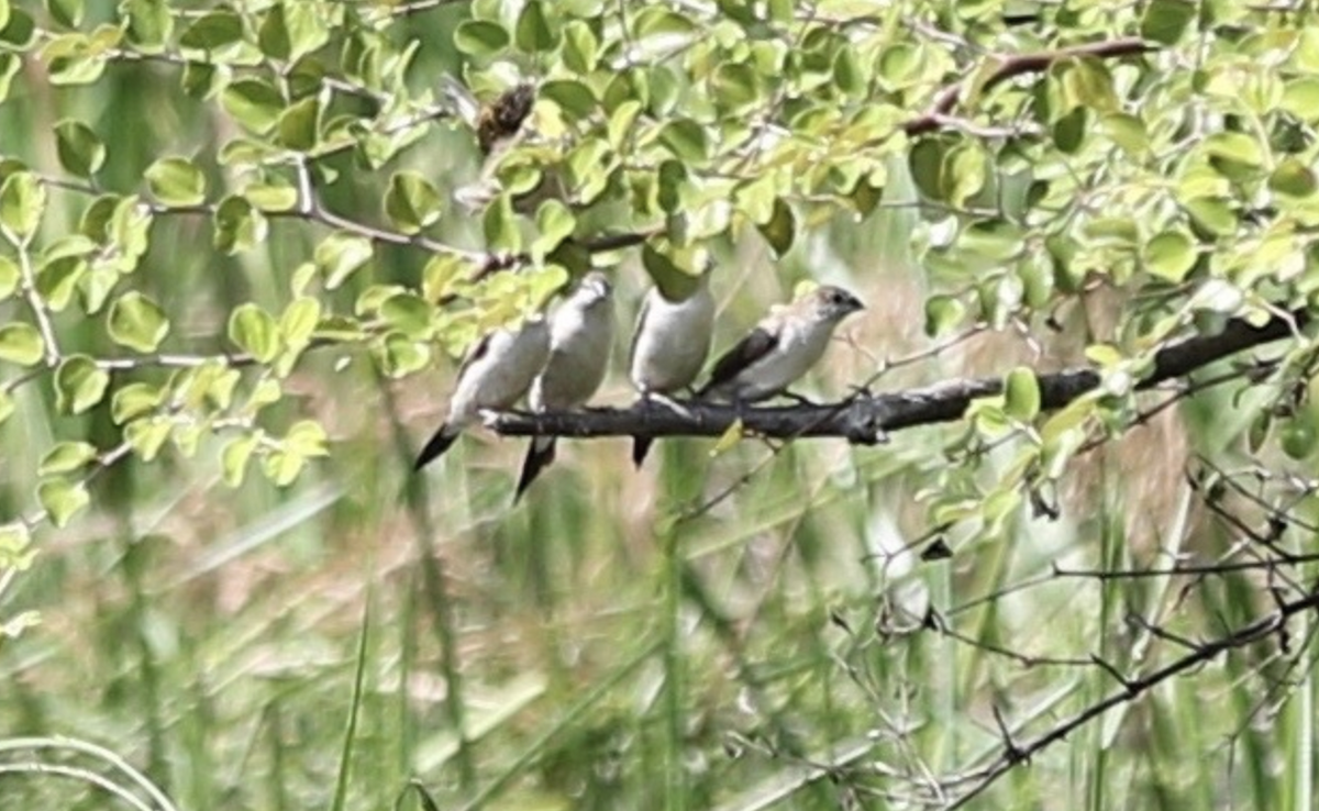 Indian Silverbill - ML641950763