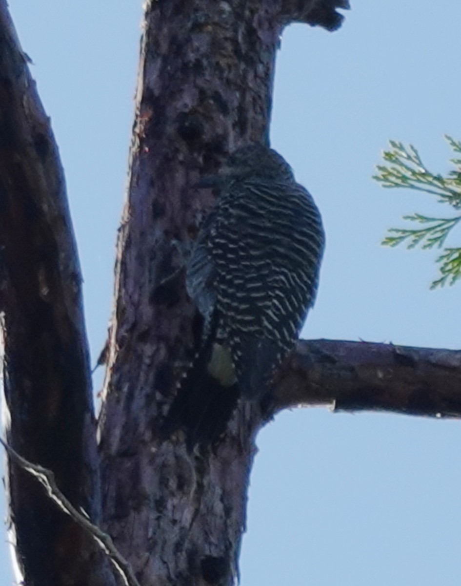 Williamson's Sapsucker - ML641950765