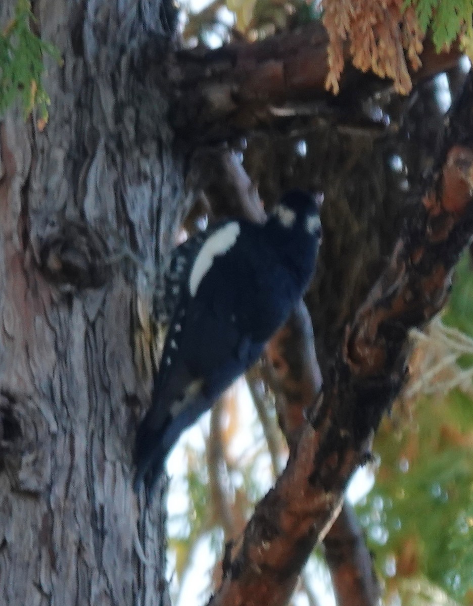 Williamson's Sapsucker - ML641950766