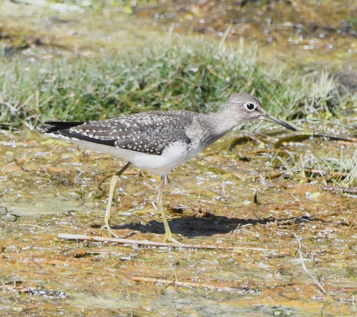 Solitary Sandpiper - ML641950767