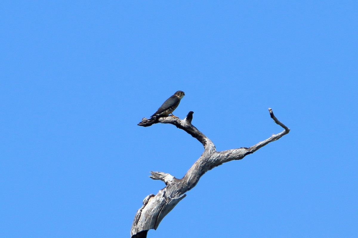 Merlin - ML641950768
