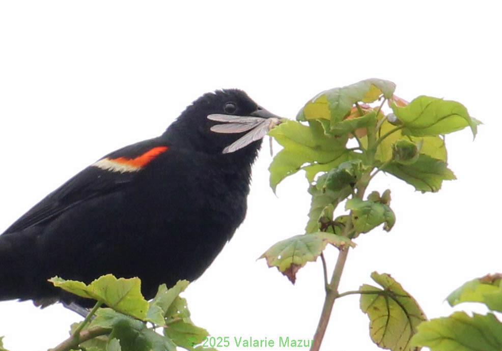 Red-winged Blackbird - ML641950769