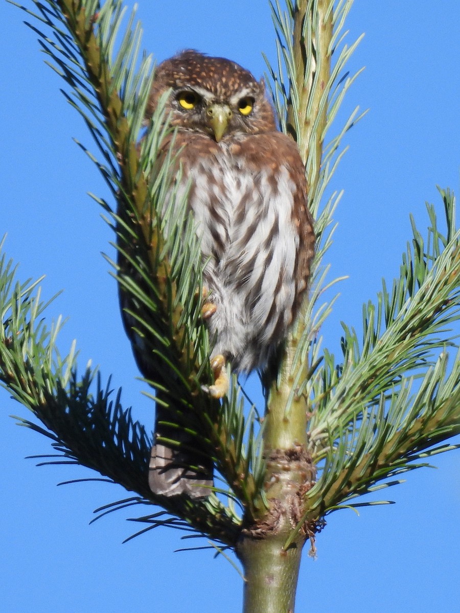 Northern Pygmy-Owl - ML641950777