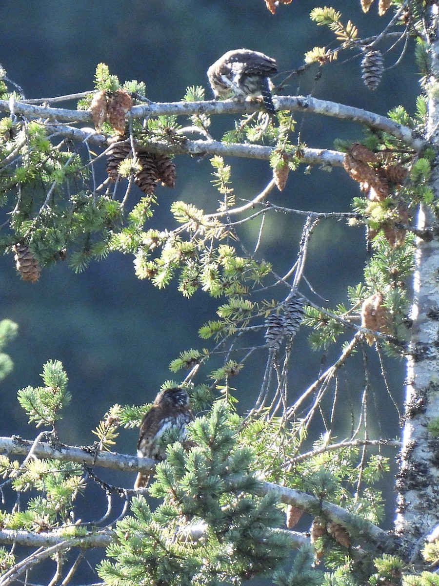 Northern Pygmy-Owl - ML641950778